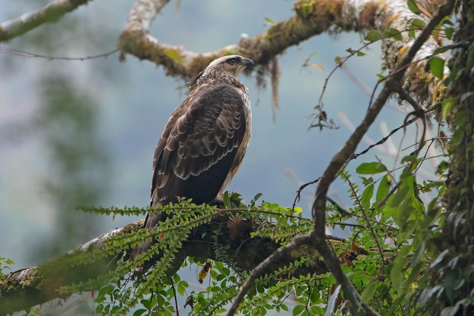 Birdwatching in Nepal: Best Spots with Best Seasons
