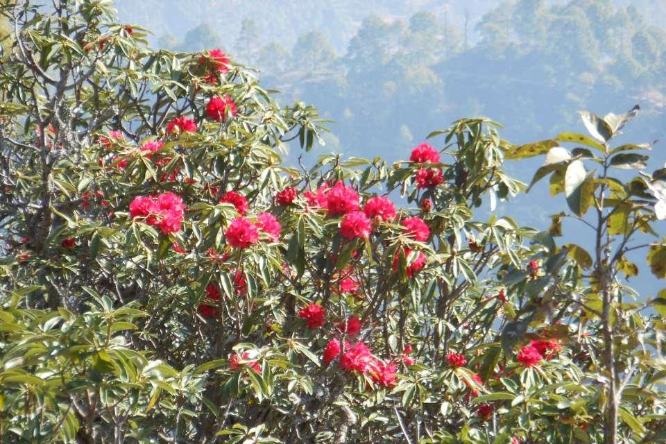 Trekking Trail Conditions in Nepal
