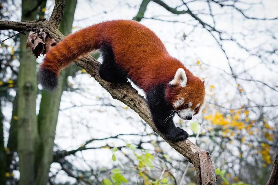 Red Panda Photography Tour in Nepal