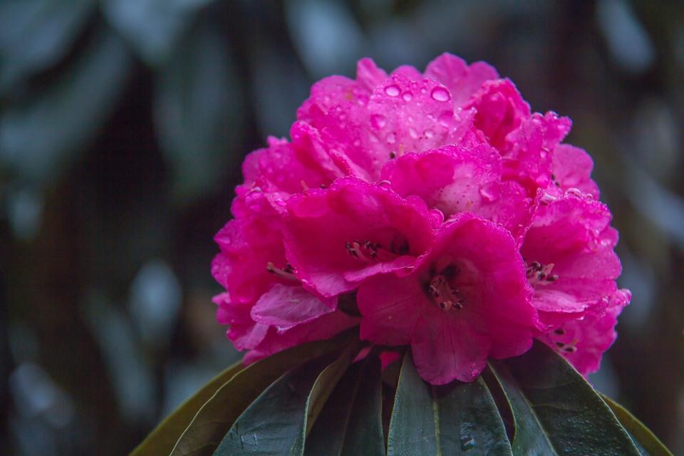 Best Treks to See Rhododendron
