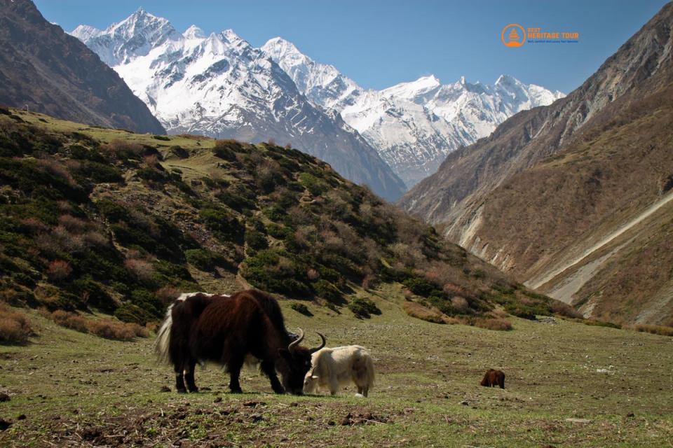 Trek to Manaslu Tsum Valley in November