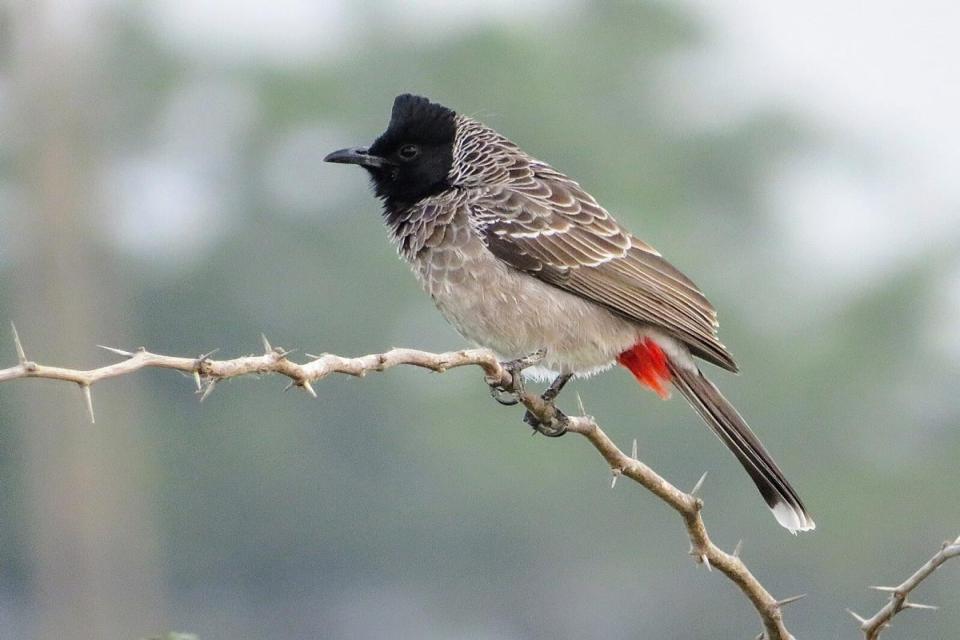 Shivapuri & Chisapani Ramsar Bird Photography Tour