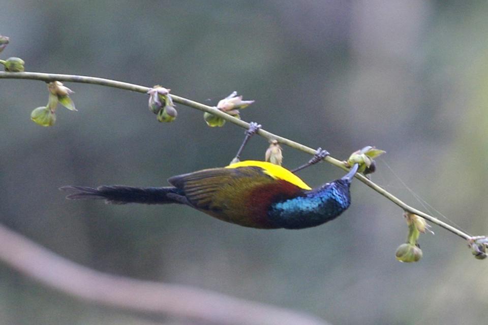 Phulchowki Bird Watching Tour