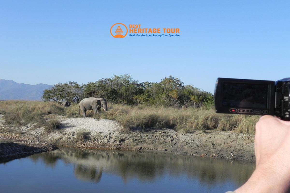 Elephant in Bardiya National Park