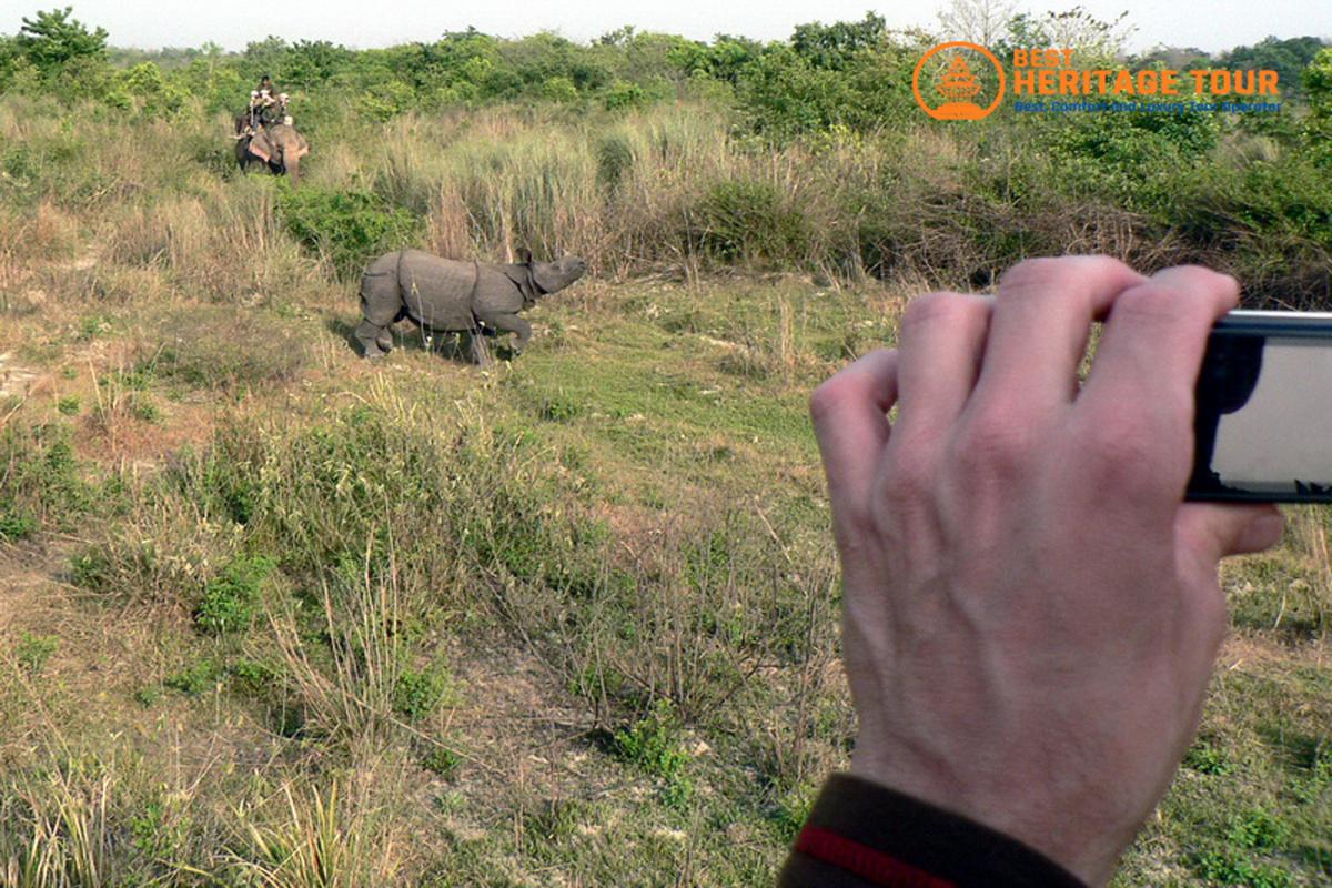 Elephant and Raino In Bardiya National Park