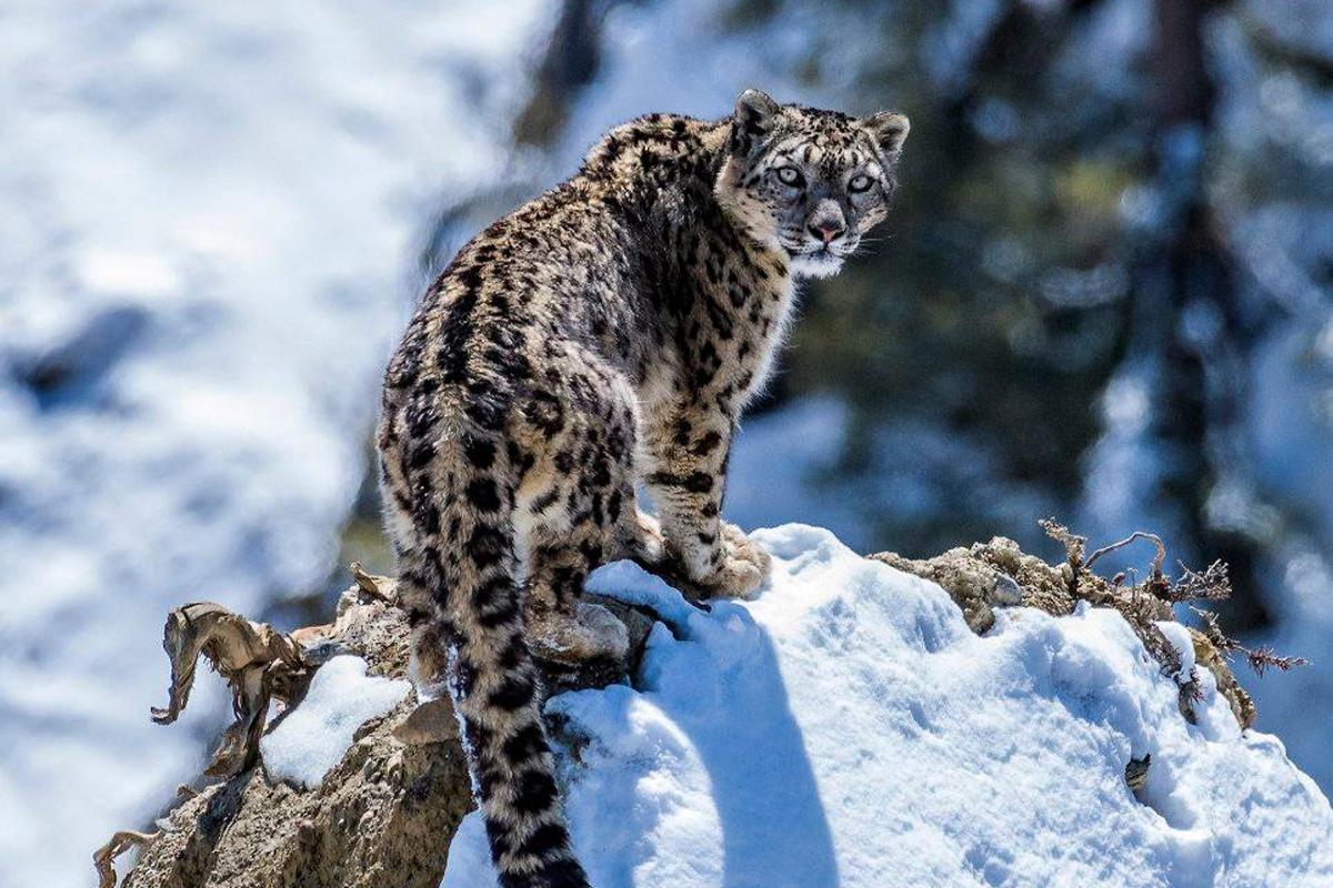 Snow leopard in Nepal Manang Region