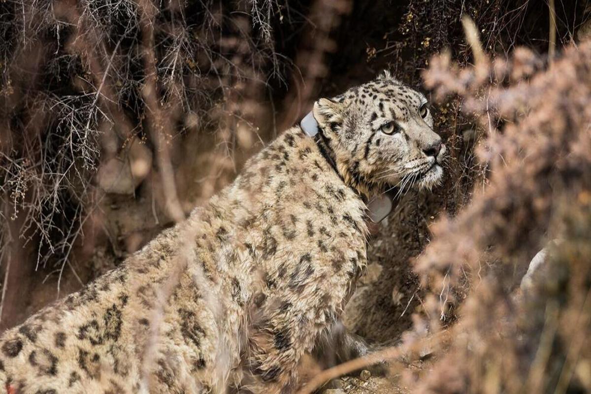 Snow leopard