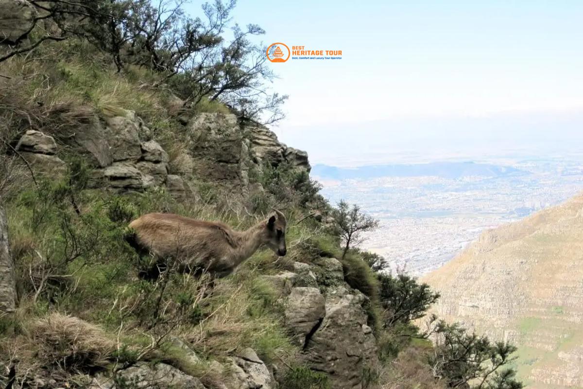 Dhorpatan Tahr Hunting