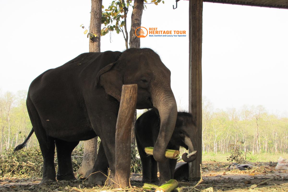 Elephant Breeding Center Chitwan