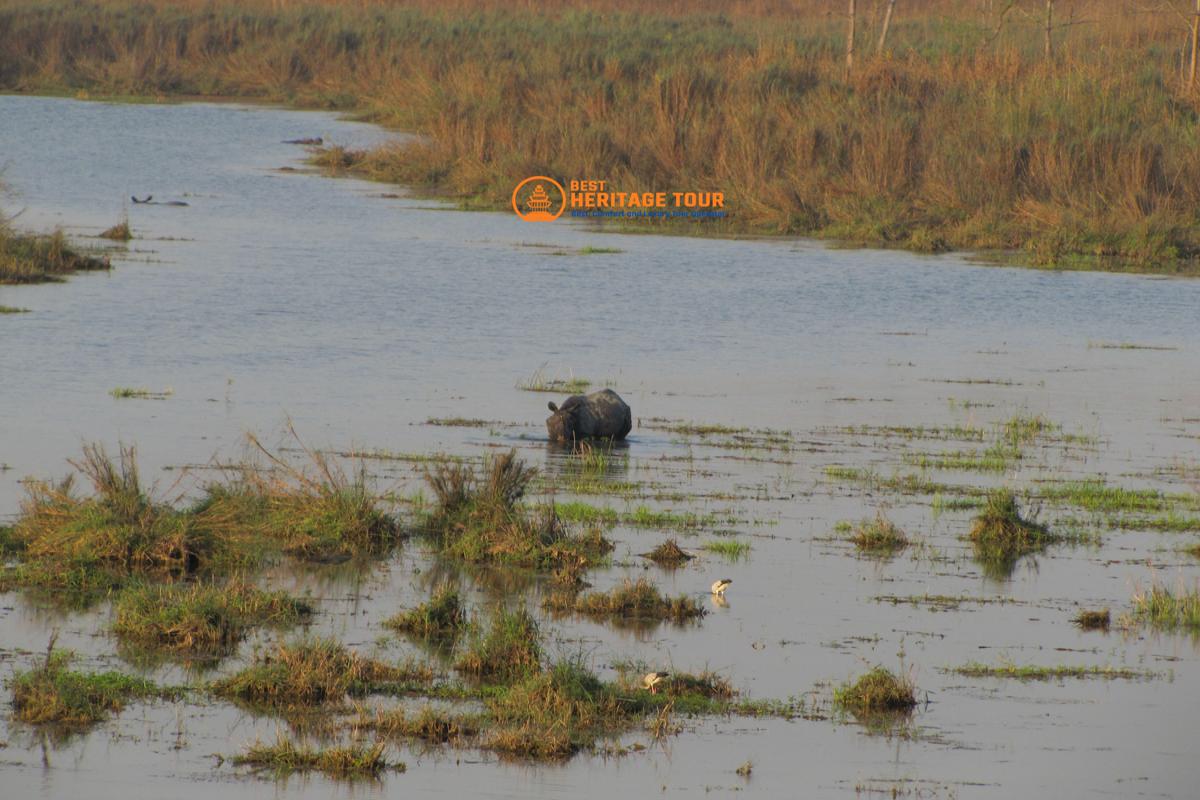 Raino in River