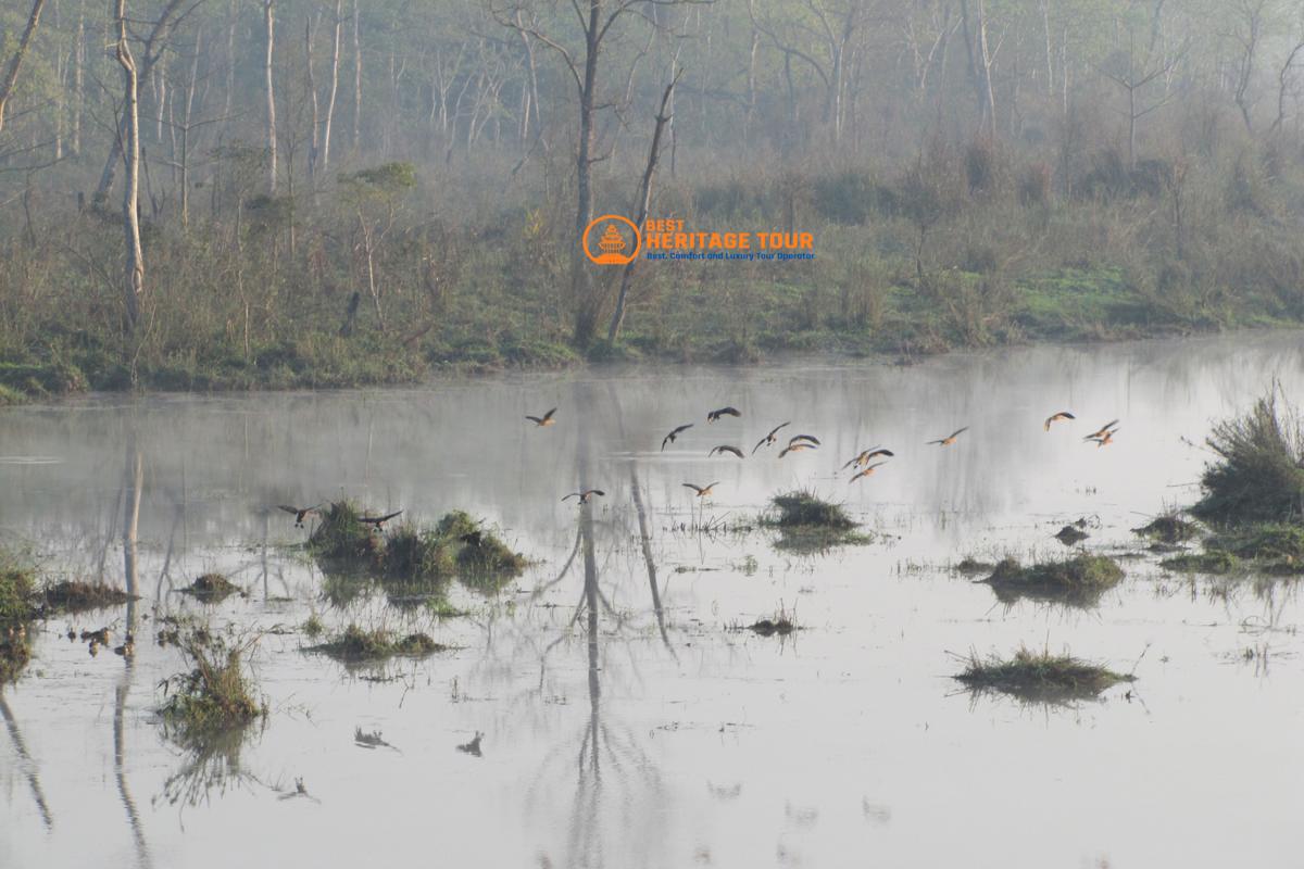 Chitwan Bird Watching