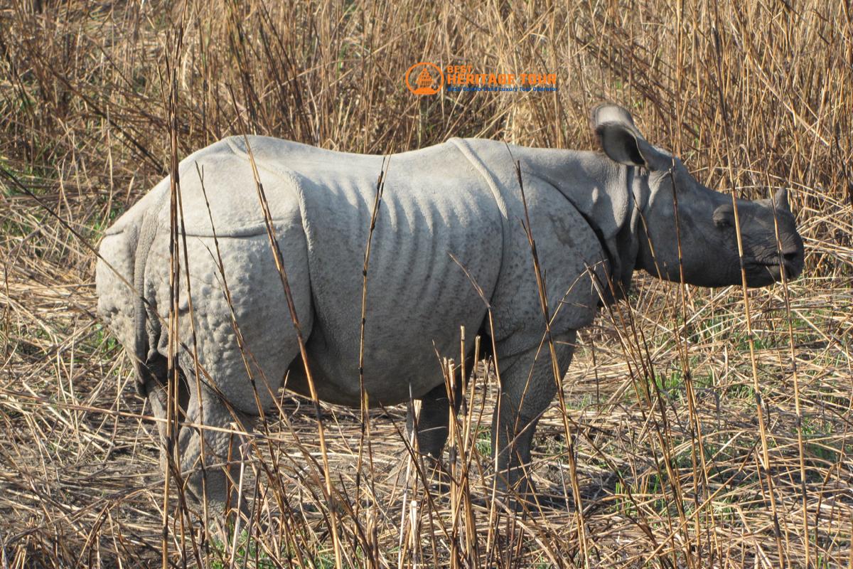 Chitwan National Park Raino