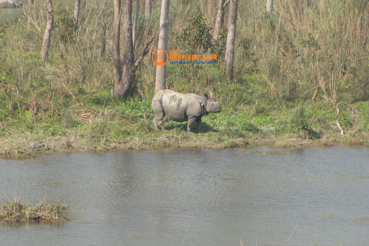 Raino On Bardiya National Park