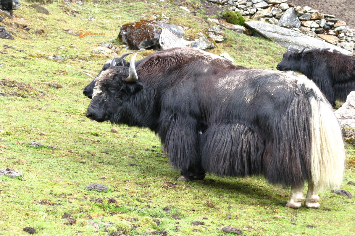 Yak on Makalu Base Camp