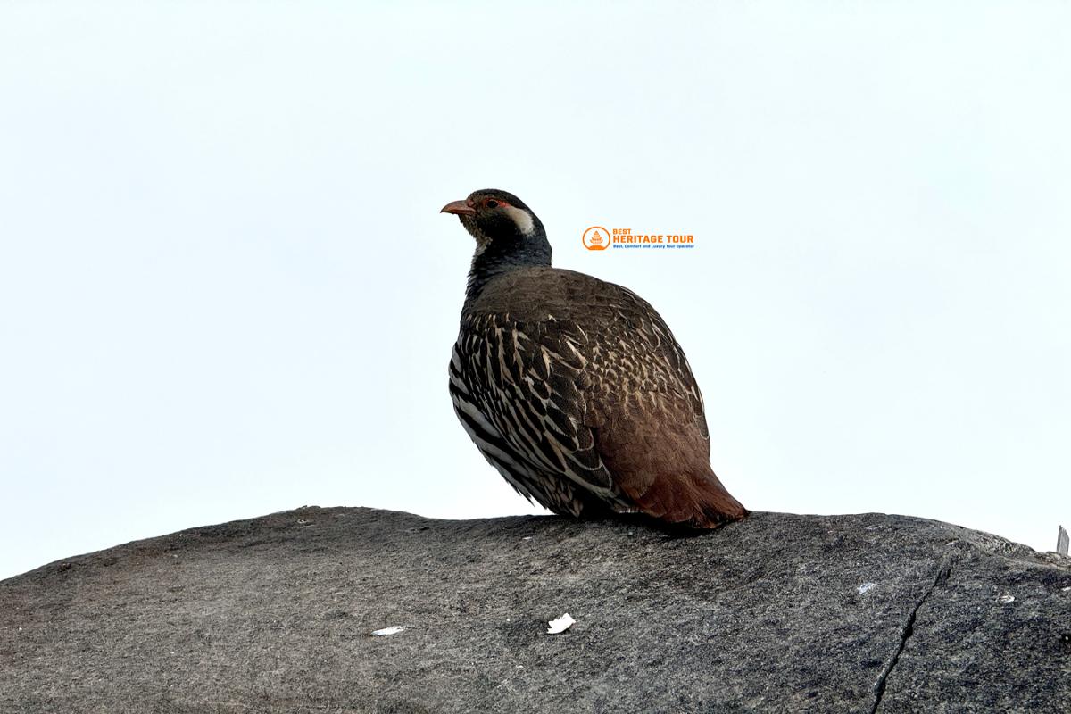 Himalayan monal Bird in three pass trek