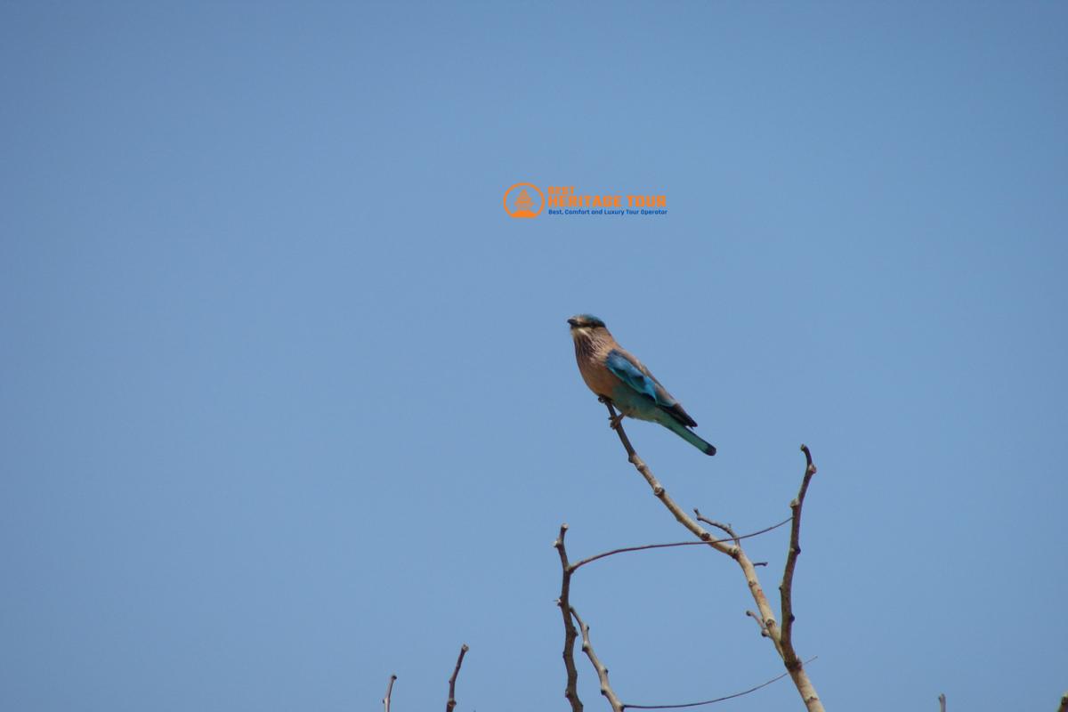 Bird Watching on Bardiya