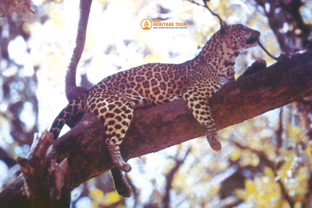 Leapard on Baridya National Park