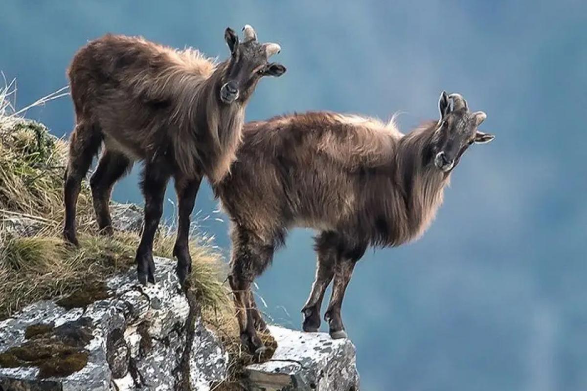 Himalayan Tahr in Nepal