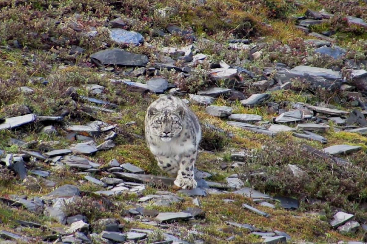 Snow leopard in Nepal