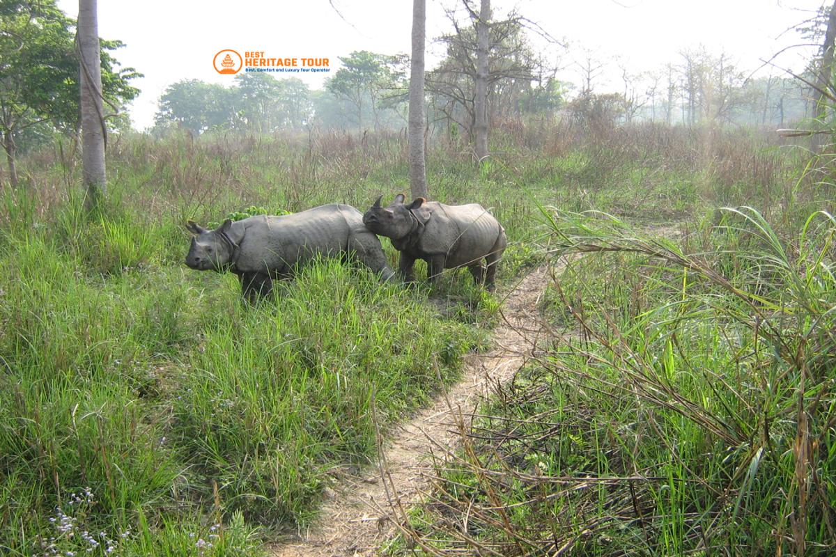 Raino in Bardiya