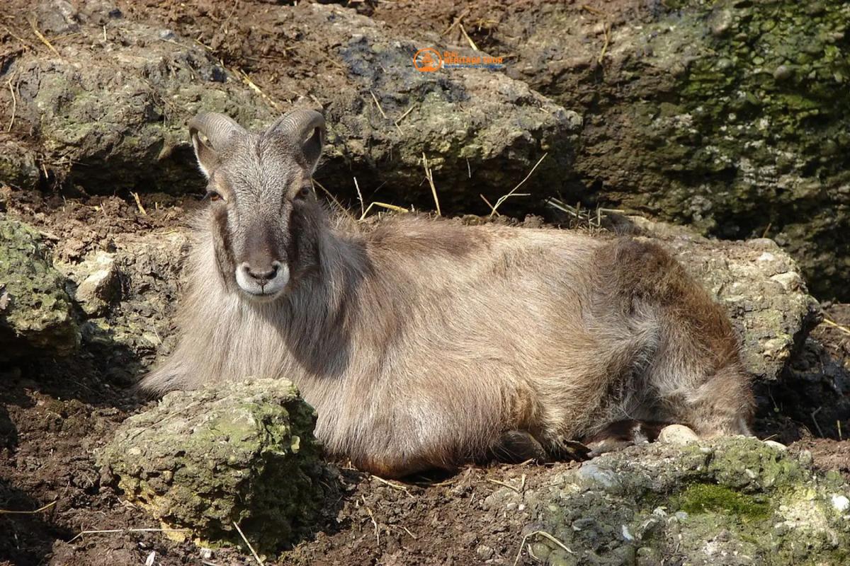 Blue Sheep Hunting In Nepal