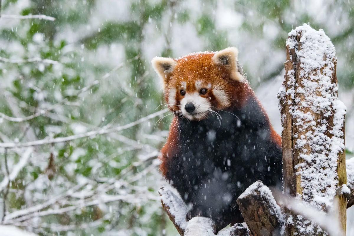 Red Panda Picture Capture in Snow