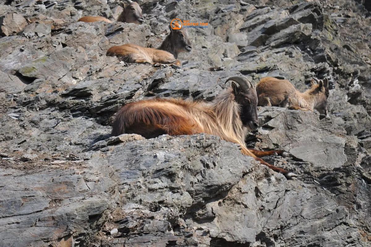 Blue Sheep Hunting in Nepal