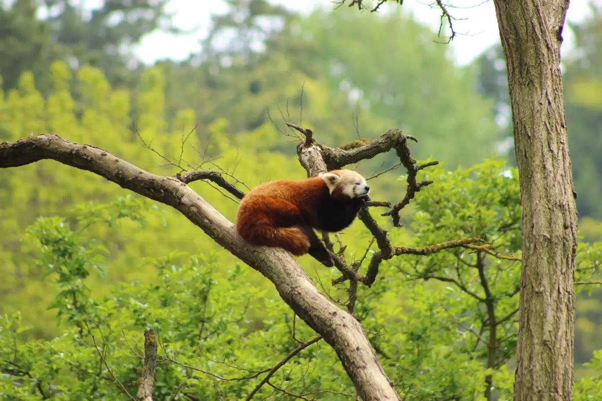 Red Panda Sleeping at the Top of the Tree