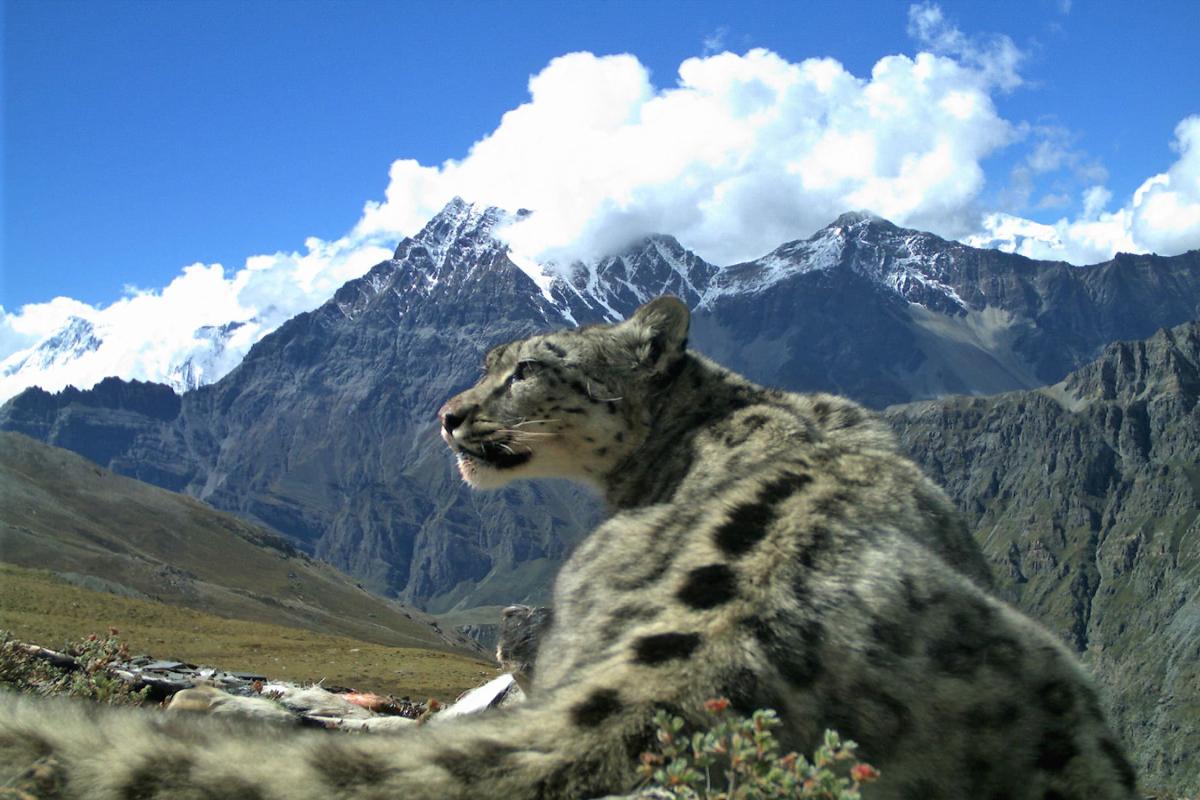 Snow leopard in Nepal