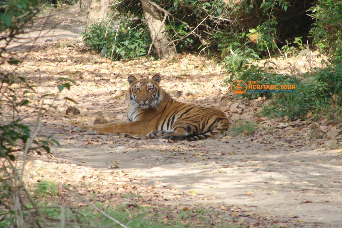 Tiger in Bardiya National Park