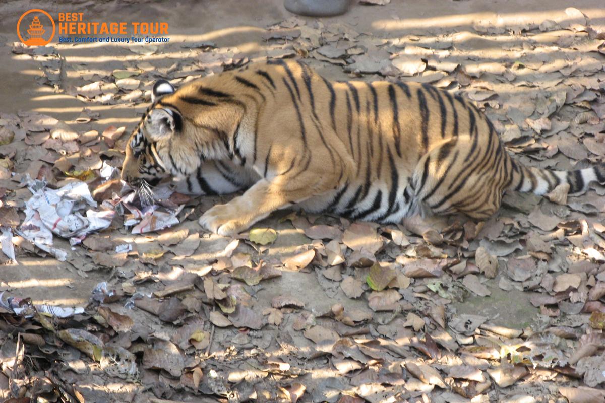 Chitwan National Park Tiger