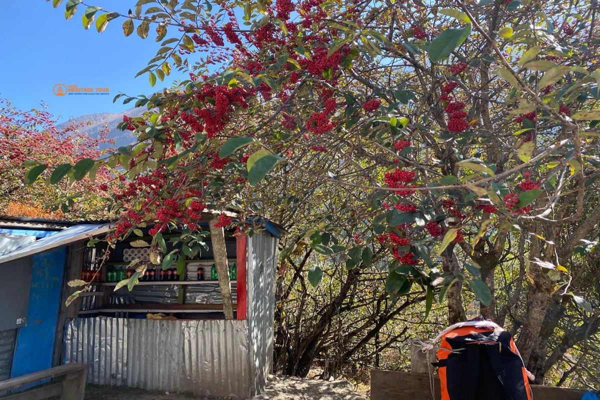 Flower On Langtang Valley Trek