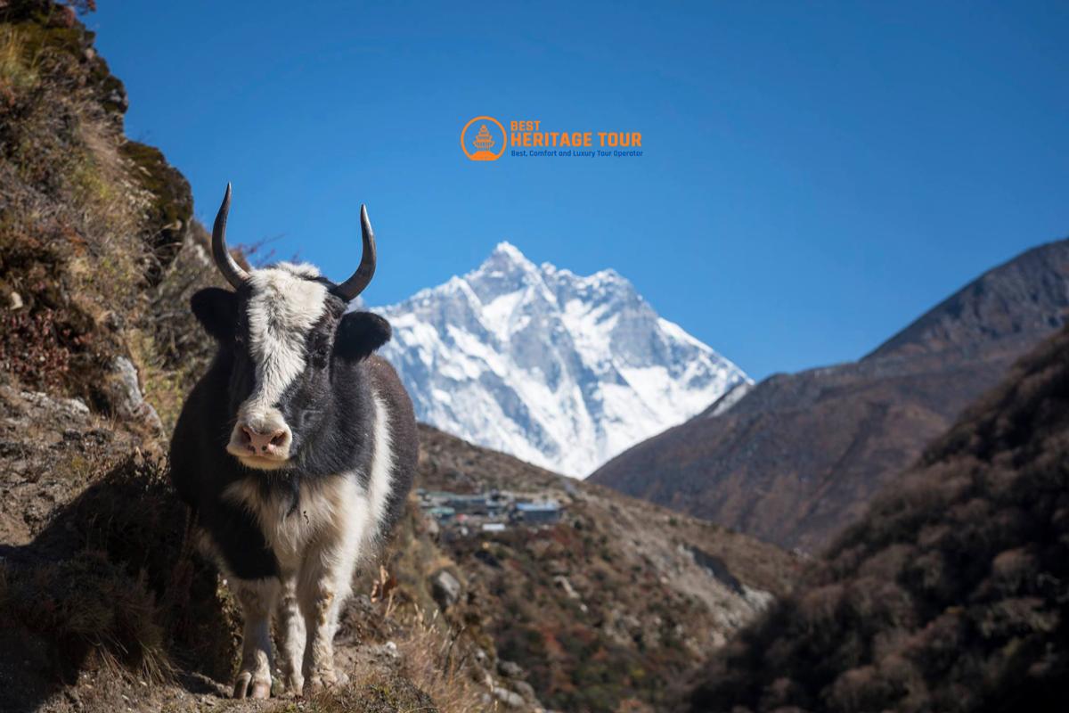 Yak in Everest Base Camp